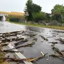 Alberi abbattuti in via Ponte di Covra a Portovecchio