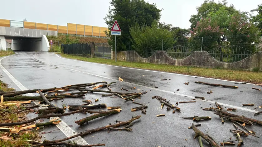 Alberi abbattuti in via Ponte di Covra a Portovecchio