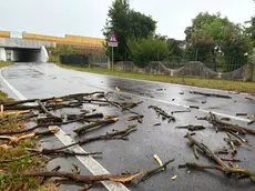 Alberi abbattuti in via Ponte di Covra a Portovecchio