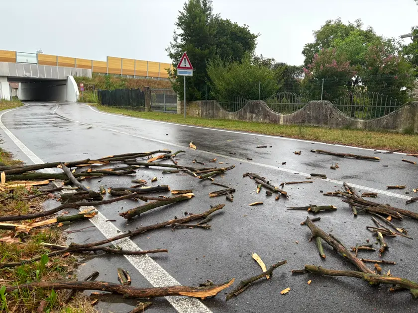 Alberi abbattuti in via Ponte di Covra a Portovecchio