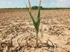 Piante di mais bruciate dal cuneo salino che dal mare risale il fiume