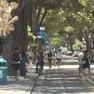I pini di Jesolo sono a rischio sostituzione