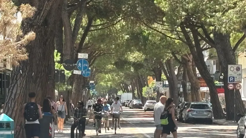 I pini di Jesolo sono a rischio sostituzione