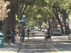 I pini di Jesolo sono a rischio sostituzione