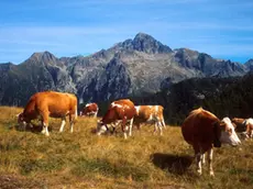 A Gallio una donna è stata aggredita e ferita da una mucca