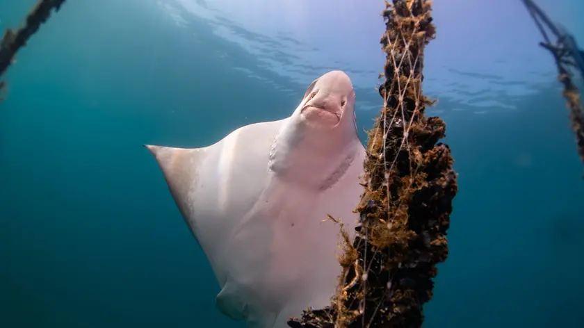 Le vaccarelle di mare tra le reste della mitilicoltura fotografate da Tommaso Delorenzi