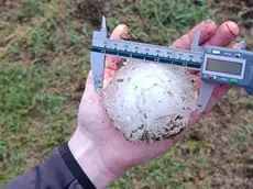 Un chicco di grandine caduto nella notte di sabato nel rodigino