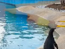 Arrivano i pinguini di Humboldt al Parco Zoo Punta Verde