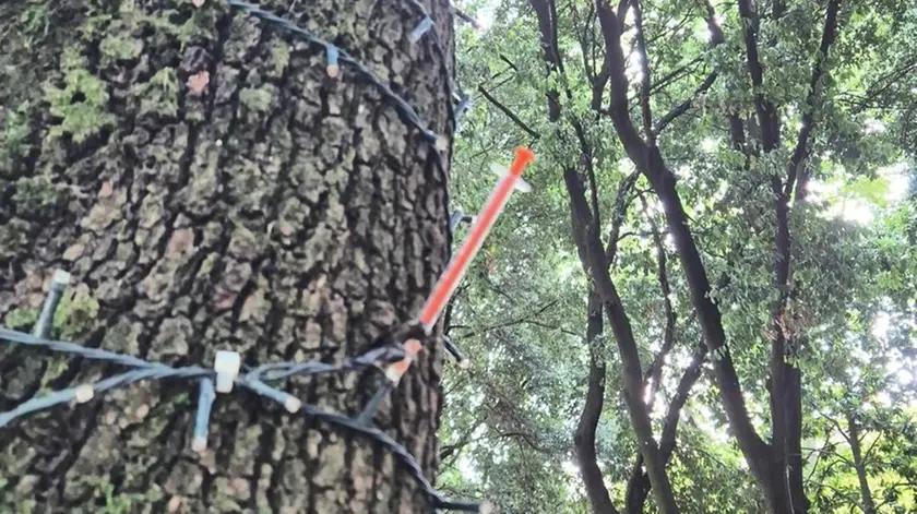 Una delle siringhe trovate al parco