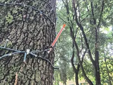 Una delle siringhe trovate al parco