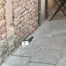 L’uomo si è dato alla fuga verso san Polo