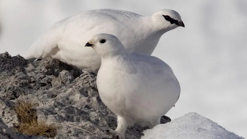 Due pernici bianche fotografate sulle Dolomiti da Ivan Brandalise