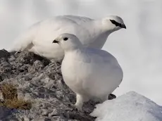 Due pernici bianche fotografate sulle Dolomiti da Ivan Brandalise