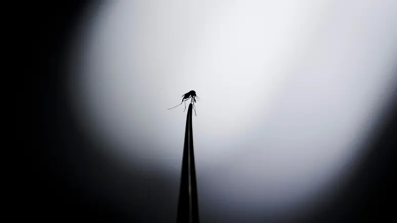 Un caso di Dengue a Portogruaro, disinfestazione straordinaria