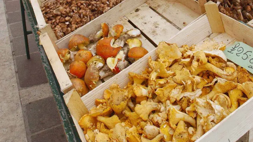 Il caldo incide sulla posizione dei funghi