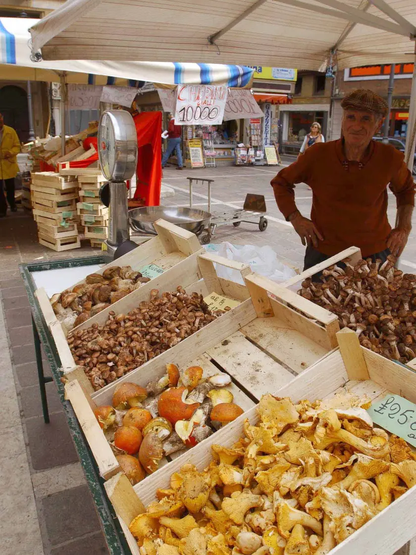 Il caldo incide sulla posizione dei funghi
