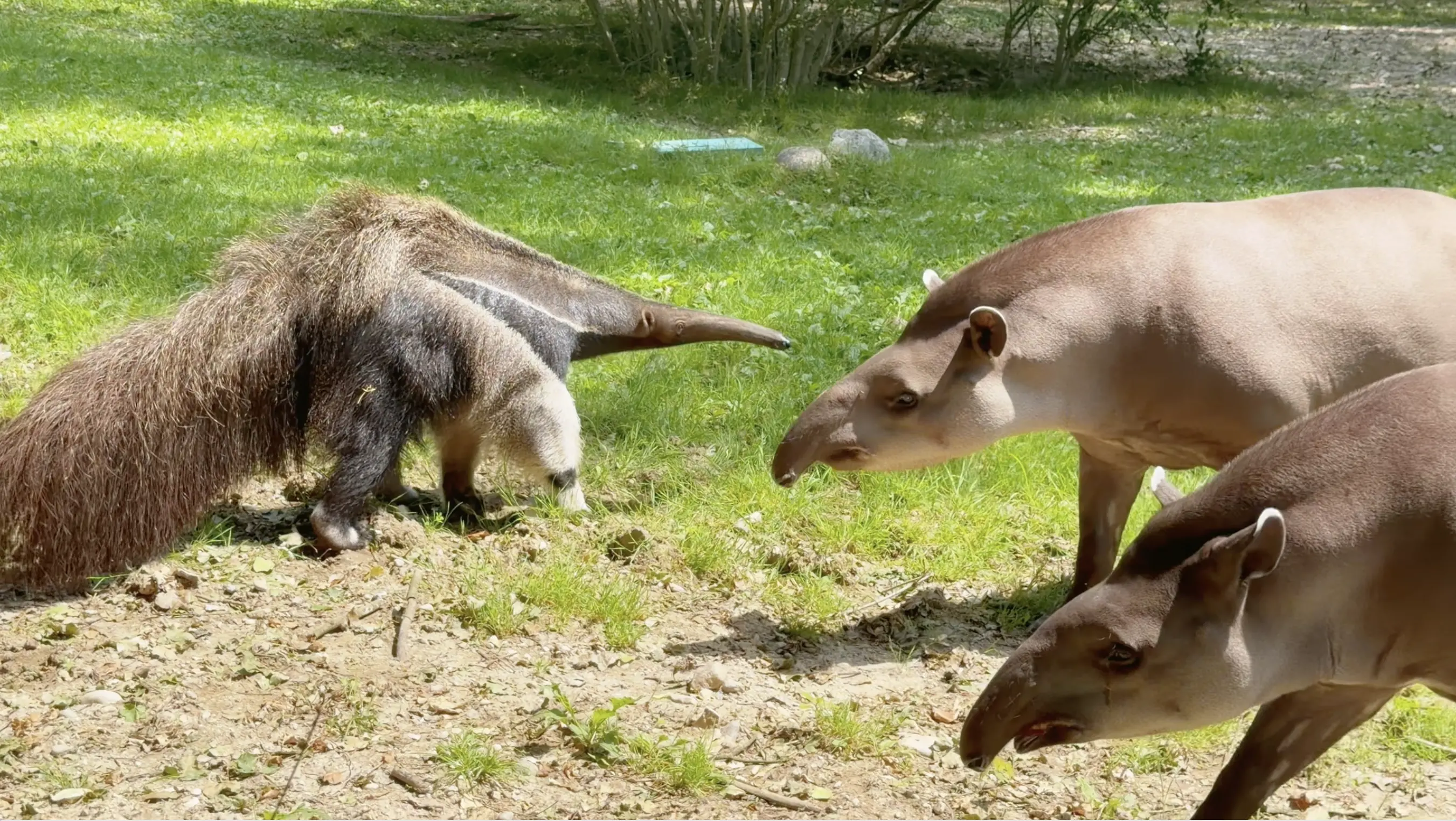 Parco Natura Viva
