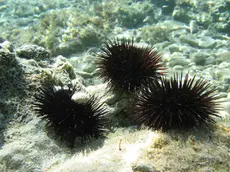 Ricci di mare