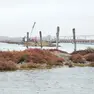 La vegetazione che si è formata sugli accumuli di fango lungo il ponte della Libertà