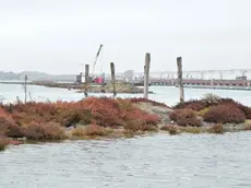 La vegetazione che si è formata sugli accumuli di fango lungo il ponte della Libertà