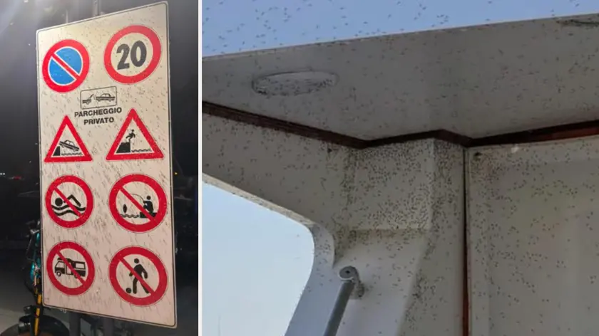 L'invasione dei moscerini a Lignano