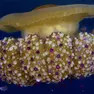 Una Cassiopea fotografata nelle acque del golfo da Saul Ciriaco dell’Area Marina Protetta di Miramare