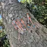 L'albero delle siringhe a Mestre