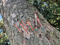 L'albero delle siringhe a Mestre