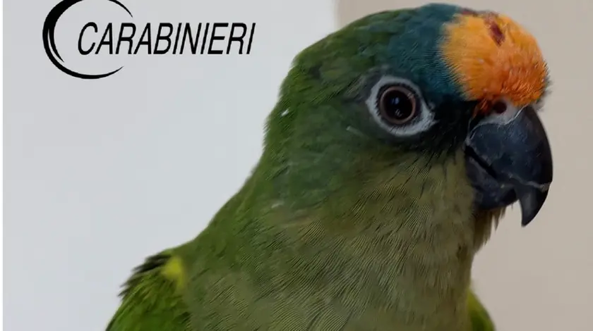 Il pappagallo fuggito e ritrovato