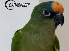 Il pappagallo fuggito e ritrovato