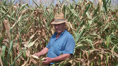 In Veneto caldo e siccità mettono in ginocchio l'agricoltura