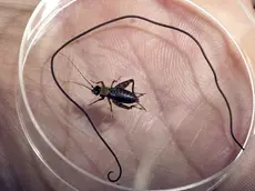 Un grillo catturato