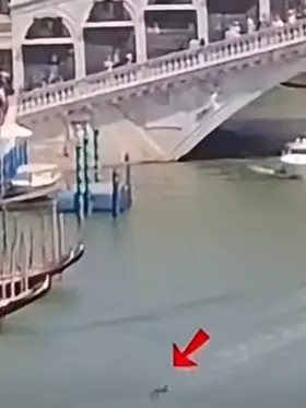 Il delfino immortalato a Rialto