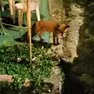 La volpe Agostina in azione