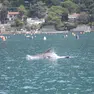 Uno scatto dall'archivio Wwf-Amp di Saul Ciriaco