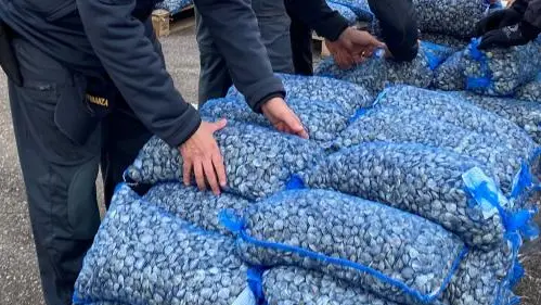 Vongole Veraci sequestrate