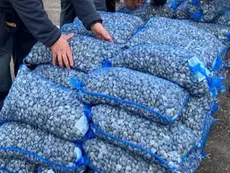 Vongole Veraci sequestrate