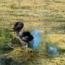 A Grantorto il Brenta si è ritirato di quasi due metri