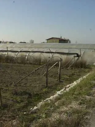 Nelle serre le temperature hanno raggiunto i 40 gradi