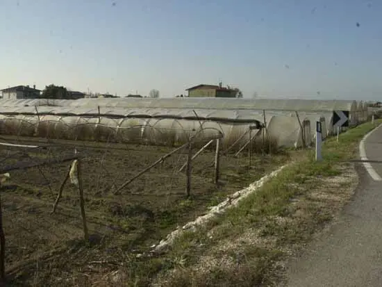Nelle serre le temperature hanno raggiunto i 40 gradi