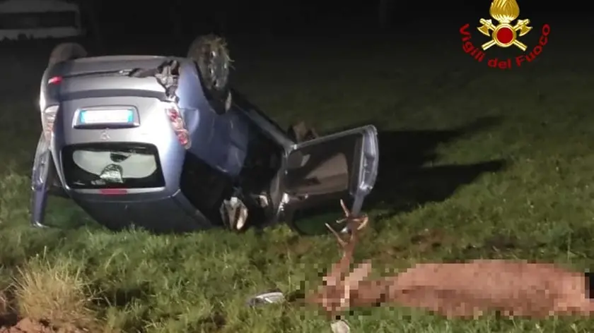 Schianto dell'automobilista con un cervo