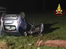 Schianto dell'automobilista con un cervo