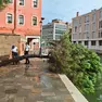 L'albero caduto a Venezia
