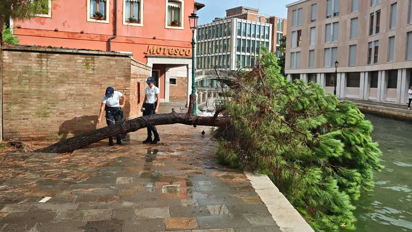 L'albero caduto a Venezia