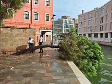 L'albero caduto a Venezia