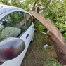 Alberi caduti a Sant'Erasmo