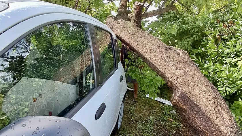 Alberi caduti a Sant'Erasmo