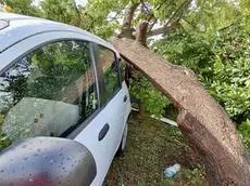 Alberi caduti a Sant'Erasmo