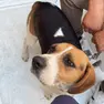 Il beagle in cerca di famiglia