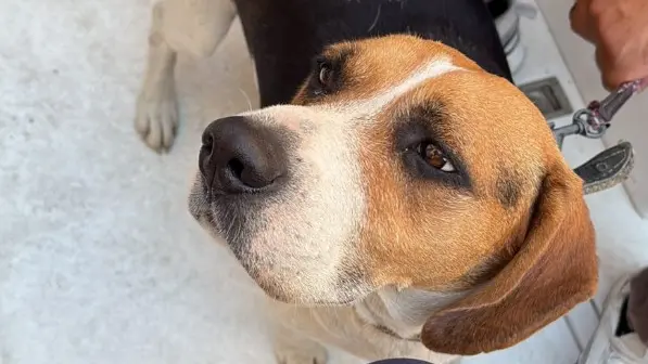 Il beagle in cerca di famiglia